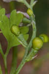 Ramping fumitory